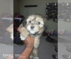 Lhasa Apso Puppy for sale in Vadodara, Gujarat, India