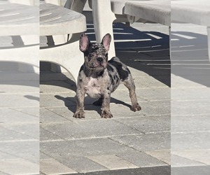 French Bulldog Puppy for sale in NORTH PORT, FL, USA