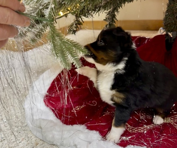 Medium Photo #4 Miniature Australian Shepherd Puppy For Sale in BEAVERTON, MI, USA
