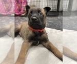 Small Photo #87 Belgian Malinois Puppy For Sale in REESEVILLE, WI, USA