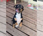Small #1 Dachshund