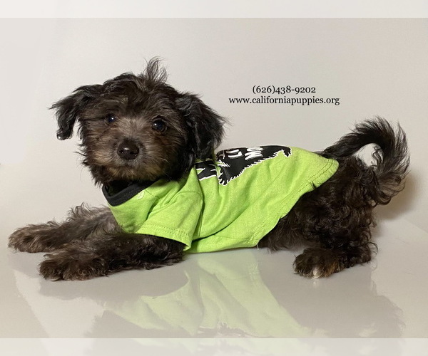 Medium Photo #1 YorkiePoo Puppy For Sale in BREA, CA, USA