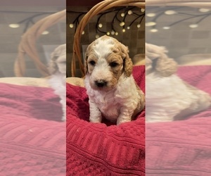 Medium Goldendoodle