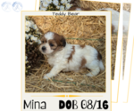 Puppy Mina Zuchon