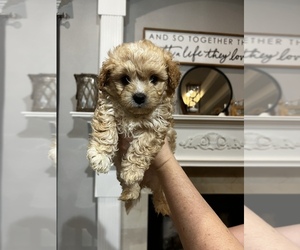 Morkie-Poodle (Miniature) Mix Puppy for sale in VIDOR, TX, USA