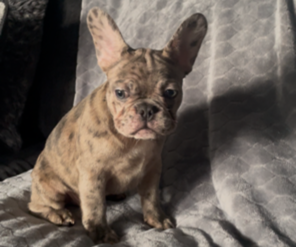 Medium Photo #7 French Bulldog Puppy For Sale in ANTIOCH, CA, USA