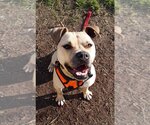Small #3 Boxador