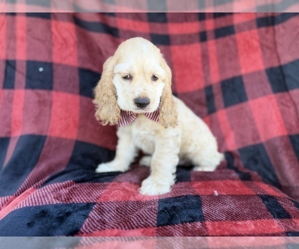 Medium Photo #8 Cocker Spaniel Puppy For Sale in LAKELAND, FL, USA