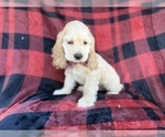 Small #7 Cocker Spaniel