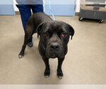 Small #1 Mutt