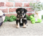 Small #9 Schnauzer (Miniature)