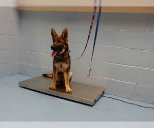 German Shepherd Dog Dogs for adoption in Moreno Valley, CA, USA