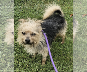 Mutt Dogs for adoption in Unionville, PA, USA
