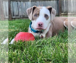 American Pit Bull Terrier-Unknown Mix Dogs for adoption in Belleville, MI, USA