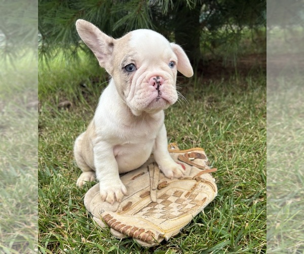 Medium Photo #5 French Bulldog Puppy For Sale in MIDDLEBURY, IN, USA