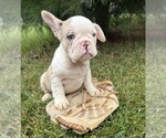 Small #4 French Bulldog
