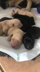 Golden Retriever-Golden Shepherd Mix Puppy for sale in KENTS STORE, VA, USA