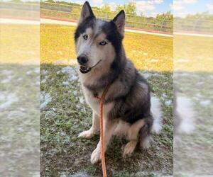 Siberian Husky Dogs for adoption in Baytown, TX, USA