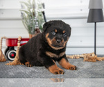 Small #2 Rottweiler