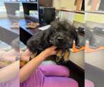 Small #3 Dachshund Mix