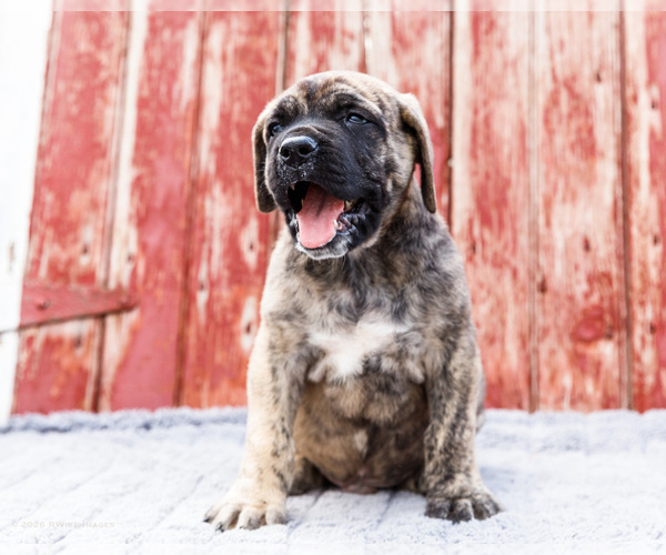 Medium Photo #4 Mastiff Puppy For Sale in WAKARUSA, IN, USA