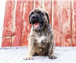 Small #3 Mastiff