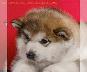 Alaskan Malamute Puppy for sale in Hrodna, Grodnenskaya, Belarus
