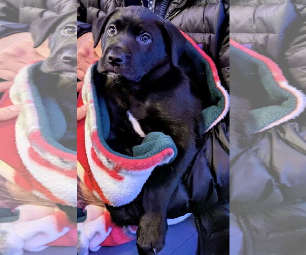 Medium Photo #9 Labrador Retriever-Unknown Mix Puppy For Sale in St. Louis Park, MN, USA