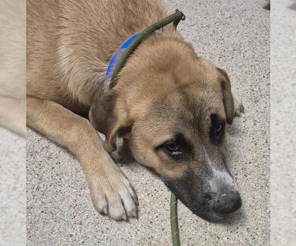 Medium Photo #1 Pyrenees Husky Puppy For Sale in Bakersfield, CA, USA