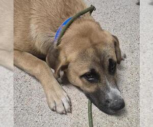 Pyrenees Husky Dogs for adoption in Bakersfield, CA, USA