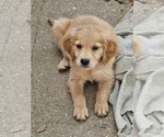 Puppy White Golden Retriever