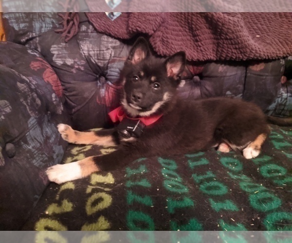 Medium Photo #3 Pomsky Puppy For Sale in ASHLAND, MO, USA
