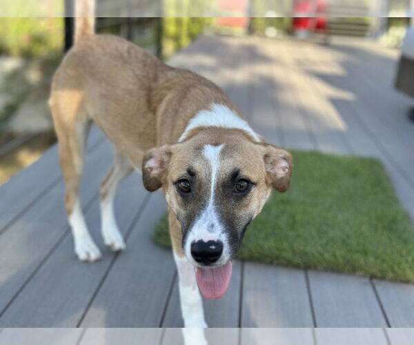 Medium Photo #11 Black Mouth Cur-Unknown Mix Puppy For Sale in San Diego, CA, USA