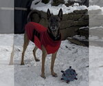 Small #1 Mutt