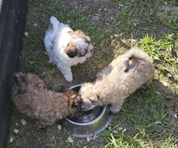 Medium Photo #1 Havashu Puppy For Sale in SUMTER, SC, USA
