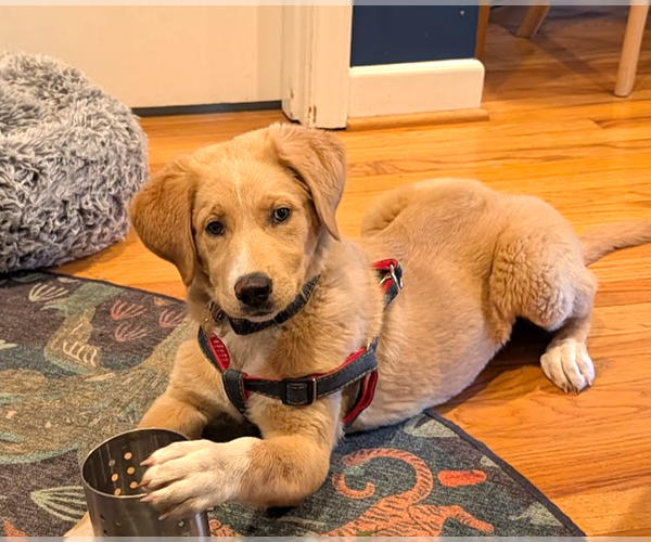Medium Photo #2 Labsky Puppy For Sale in Bellevue, WA, USA