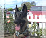 Small #6 German Shepherd Dog Mix