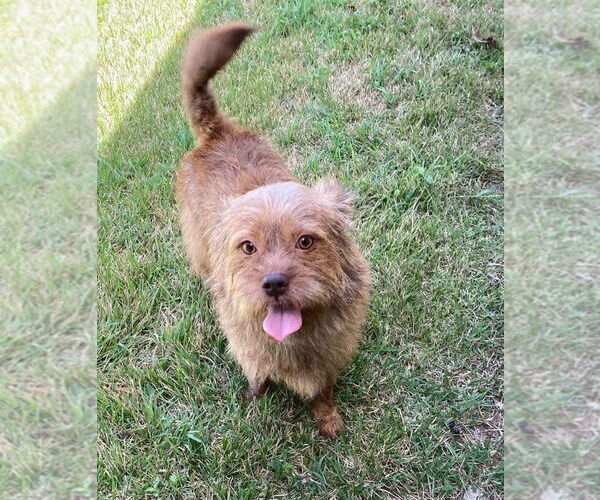 Medium Photo #4 Norfolk Terrier-Unknown Mix Puppy For Sale in FRAMINGHAM, MA, USA