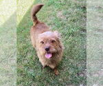 Small #3 Norfolk Terrier Mix