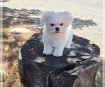 Small #2 Maltese