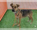 Small #1 German Shepherd Dog Mix