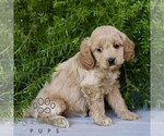 Small Photo #4 Cavapoo Puppy For Sale in PARADISE, PA, USA