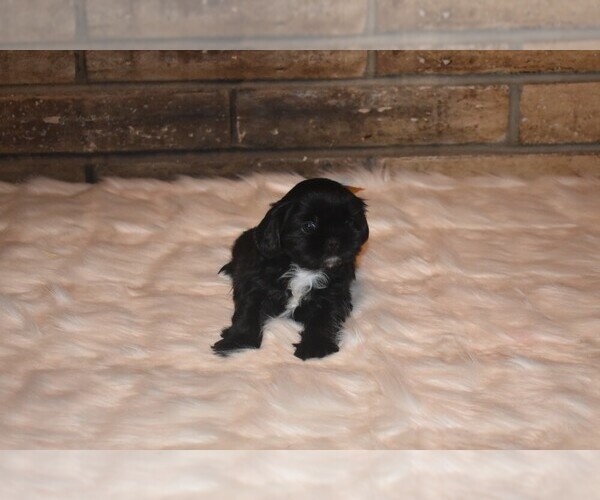 Medium Photo #8 Shih Tzu Puppy For Sale in FRESNO, CA, USA