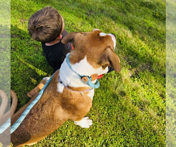 Medium Photo #10 Treeing Walker Coonhound-Unknown Mix Puppy For Sale in Princeton, MN, USA