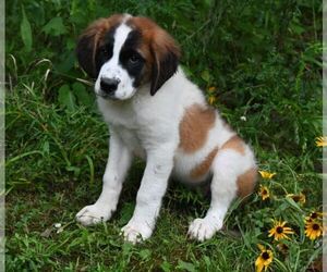 Saint Bernard Puppy for sale in AVALON, MO, USA