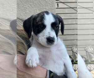 Labrador Retriever-Unknown Mix Dogs for adoption in Dana Point, CA, USA