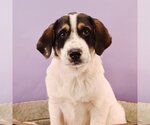 Small Photo #1 Great Pyrenees-Saint Bernard Mix Puppy For Sale in Sheridan, CO, USA