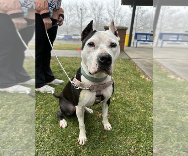 Medium Photo #6 American Staffordshire Terrier Puppy For Sale in Lawrenceville, NJ, USA