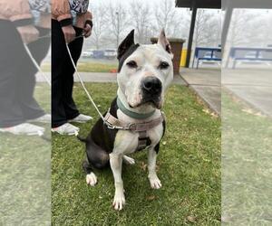 Panda - Female American Staffordshire Terrier Dog for Adoption - Photo #6