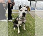 Small #5 American Staffordshire Terrier